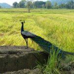 Sri Lanka Unlocked: Your Comprehensive Travel Guide to the Island's Wonders and Treasures